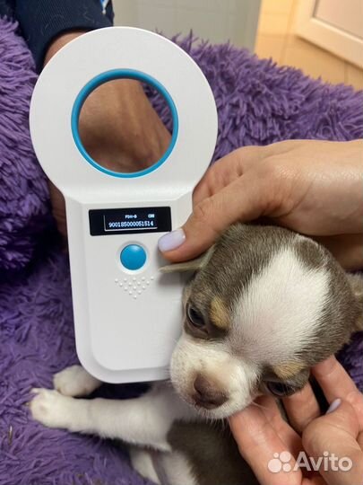 Щенки чихуахуа мини девочки