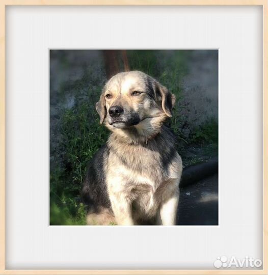 Коротколапик в добрые руки