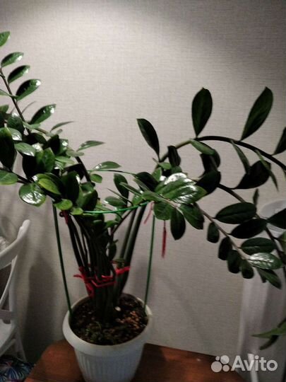 Замиокулькас