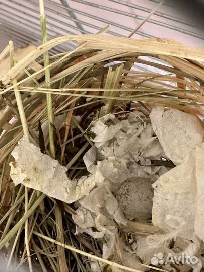 Птенцы Кенара