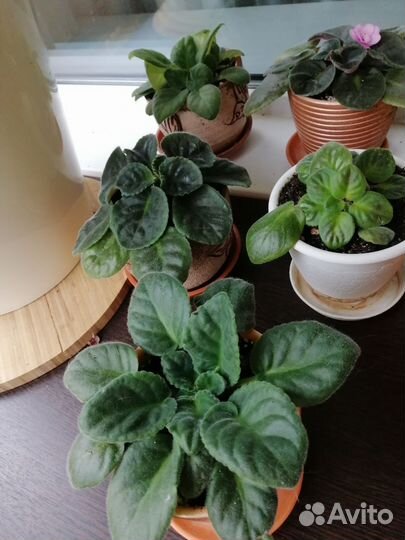 Фиалки комнатные