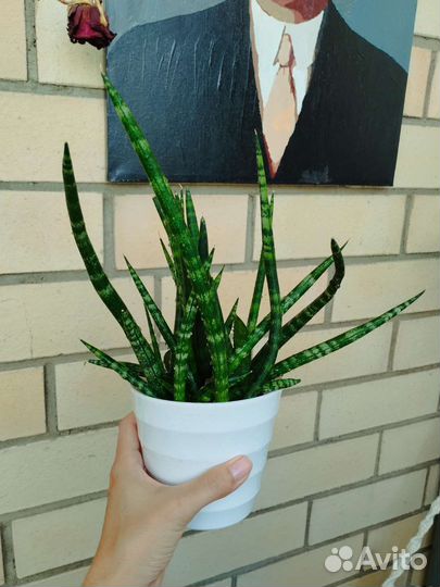 Сансевиерия цилиндрическая