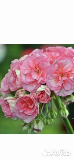 Kv.Anna-Jeanette и др.сортовые пеларгонии