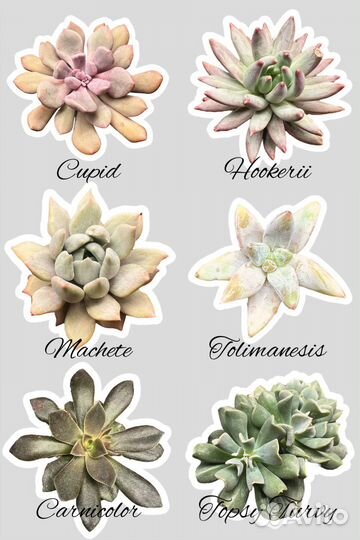 Суккуленты, эхеверии, гибриды