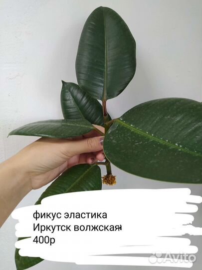 Красивые комнатные растения