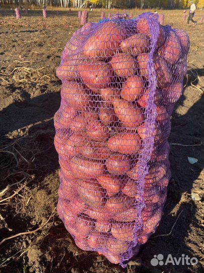 Картофель розара, оптом и в розницу