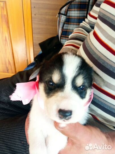 Щенки сибирской хаски
