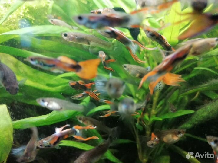Аквариумные рыбки гуппи