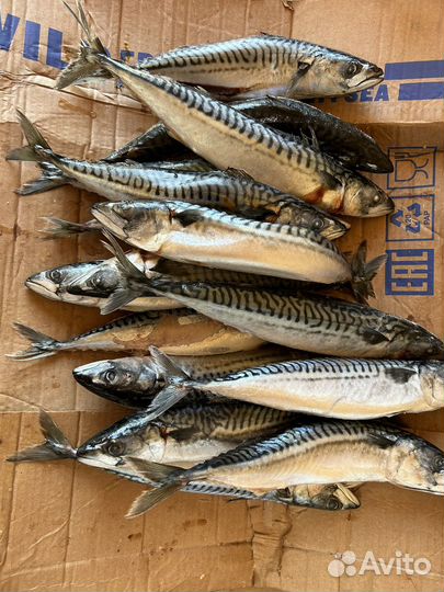 Скумбрия свежемороженая