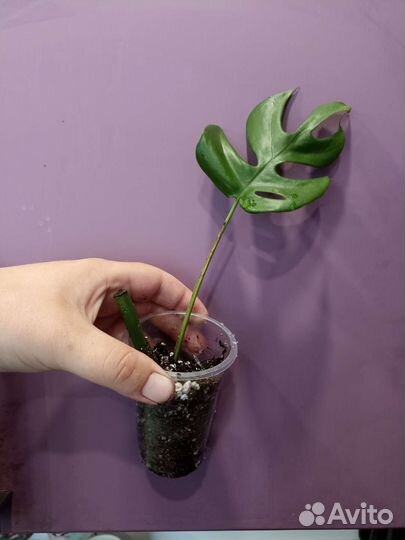 Монстера минима. Рафидофора