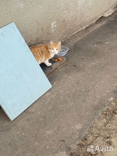 Бездомный котенок ищет дом и любящую семью