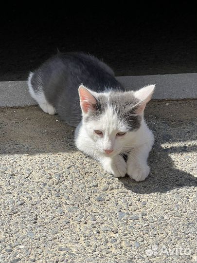 Котята в добрые руки даром