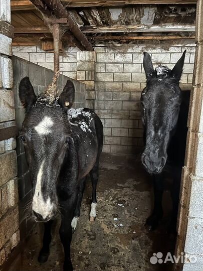 Постой для лошадей