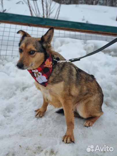 Подарите собаке дом