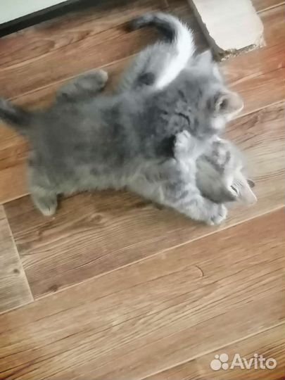 Кошки бесплатно