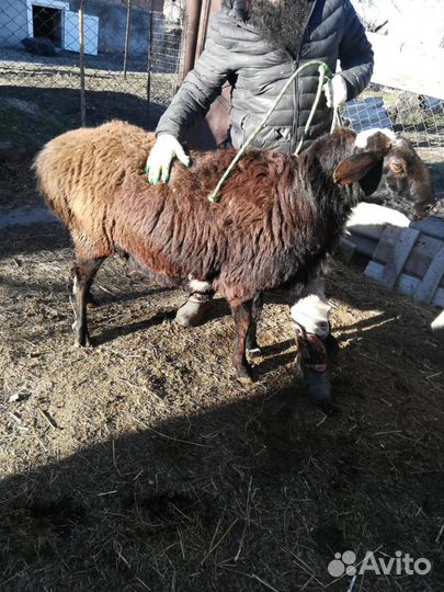Овцы бараны ягнята