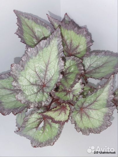 Бегонии сортовые