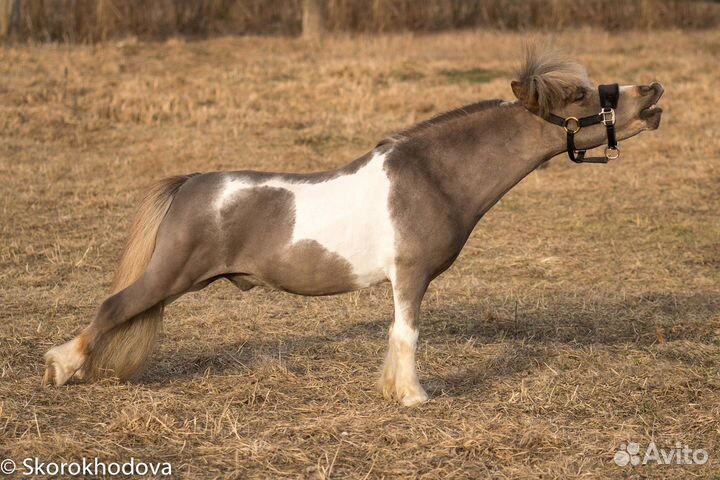 Стрижка лошадей (груминг)