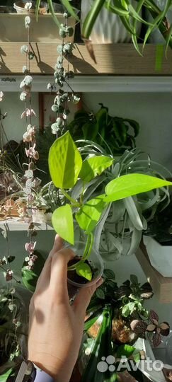 Эпипремнумы, сциндапсусы, филодендроны