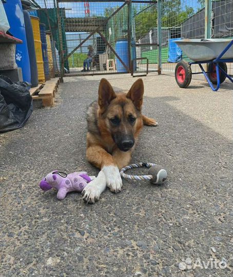 Щенок в добрые руки