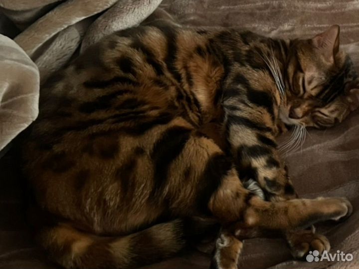 Бенгальская