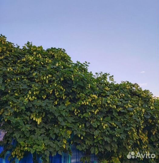 Хмель саженцы