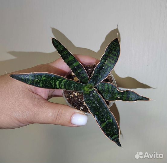 Сансевьерия фишери