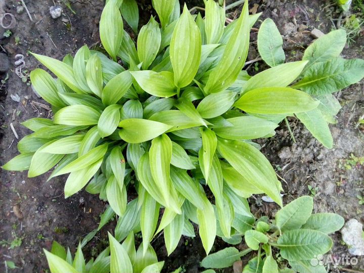 Хоста Ланцетолистная