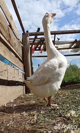 Гусь и гусыня