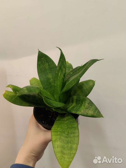 Комнатные растения