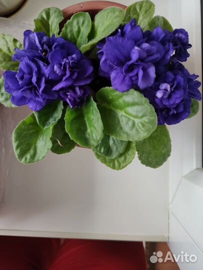 Фиалка махровая чернильная