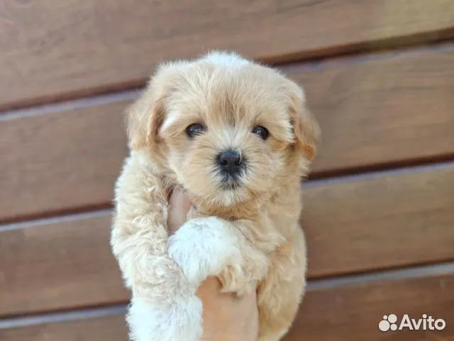 Мальтипу F1/ щенки Мальтипу F1 мини