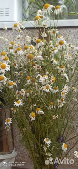 Чабрец лимонный и другие травы