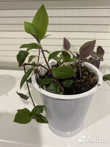 Традесканция трехцветная