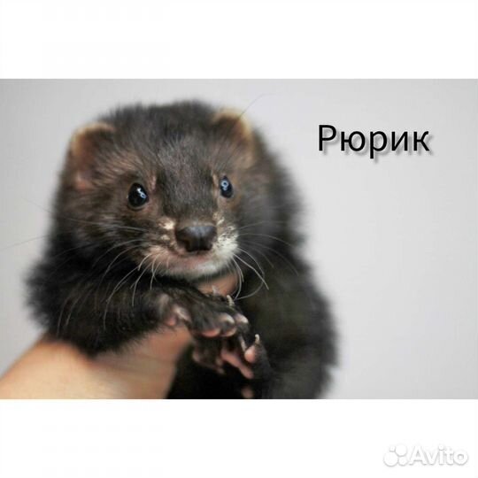 Хорек