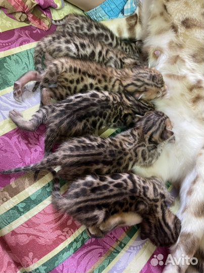 Бенгальские котята