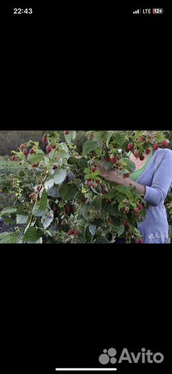 Малина пшехиба