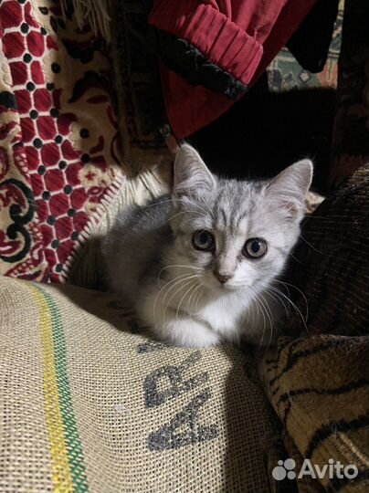 Котенок и кошка