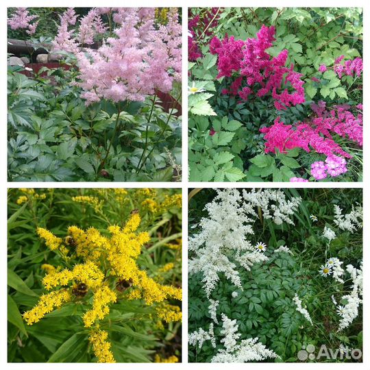 Флокс,хоста,децентра,вербейник, шафран,примулы др