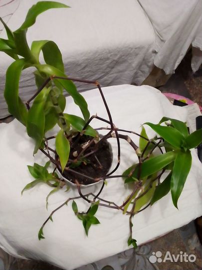 Комнатные растения