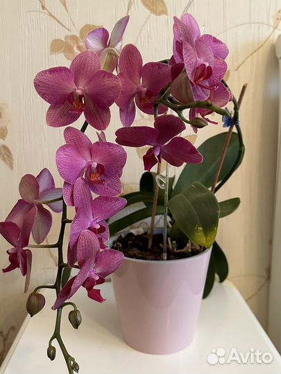 Орхидея