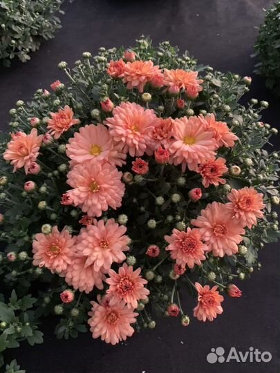 Мультифлора