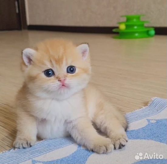 Шикарные золотые бриташки