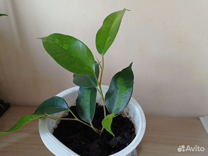 Сортовые фикусы