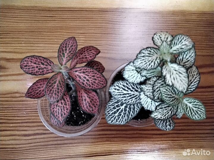 Комнатные цветы