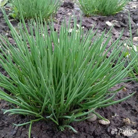 Цветы для сада