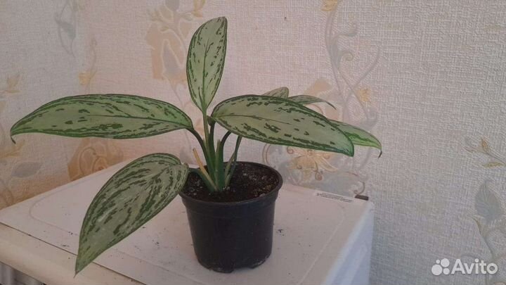 Комнатные растения