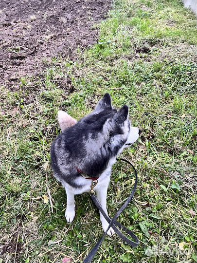 Хаски отдам