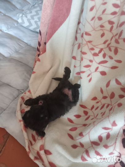 Девчушки пуделюшки