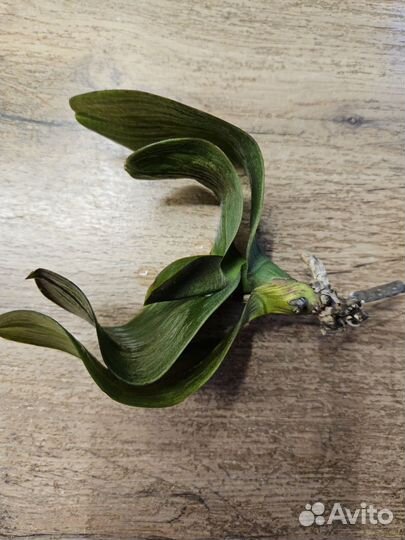 Орхидея фаленопсис на восстановление